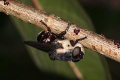 Cuterebra fontinella by (c) Eridan Xharahi, some rights reserved (CC BY). Used under a CC-BY license.