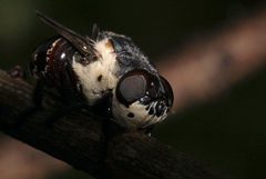 Cuterebra fontinella by (c) Eridan Xharahi, some rights reserved (CC BY). Used under a CC-BY license.