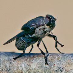 Cuterebra by (c) Bill Levine, some rights reserved (CC BY), uploaded by Bill Levine. Used under a CC-BY license.