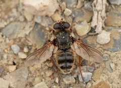 Oestridae by (c) Frank Vassen, some rights reserved (CC BY). Used under a CC-BY license.
