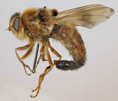 Oestridae by (c) janet graham, some rights reserved (CC BY). Used under a CC-BY license.