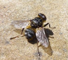 Oestridae by (c) gailhampshire, some rights reserved (CC BY). Used under a CC-BY license.