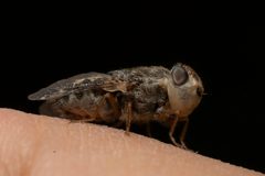 Oestrinae by (c) Eleftherios Katsillis, some rights reserved (CC BY), uploaded by Eleftherios Katsillis. Used under a CC-BY license.