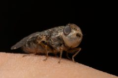 Oestrus ovis by (c) Eleftherios Katsillis, some rights reserved (CC BY), uploaded by Eleftherios Katsillis. Used under a CC-BY license.