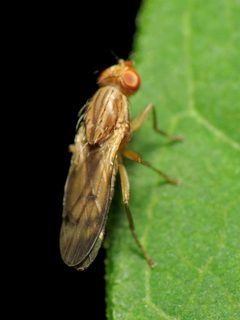 Opomyza by (c) Katja Schulz, some rights reserved (CC BY). Used under a CC-BY license.
