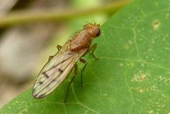 Opomyza by no rights reserved, uploaded by Patrick Le Mao. Used under a CC0 license.