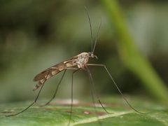 Cramptonomyia by (c) Cypress Hansen, some rights reserved (CC BY), uploaded by Cypress Hansen. Used under a CC-BY license.