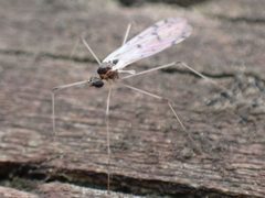 Dicranota by (c) giantcicada, some rights reserved (CC BY), uploaded by giantcicada. Used under a CC-BY license.