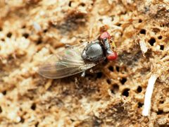 Periscelididae by (c) Katja Schulz, some rights reserved (CC BY), uploaded by Katja Schulz. Used under a CC-BY license.