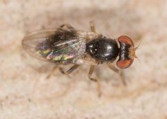 Periscelididae by no rights reserved, uploaded by Jesse Rorabaugh. Used under a CC0 license.
