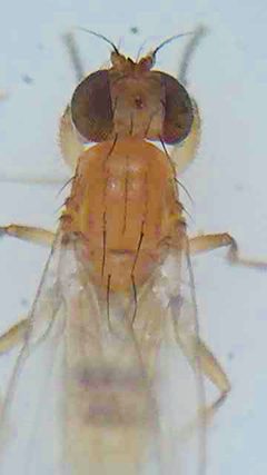 Stenomicra by (c) Stephen Thorpe, some rights reserved (CC BY), uploaded by Stephen Thorpe. Used under a CC-BY license.