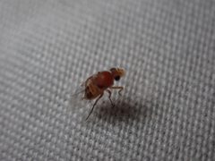 Apocephalus by (c) Jared Shorma, some rights reserved (CC BY), uploaded by Jared Shorma. Used under a CC-BY license.