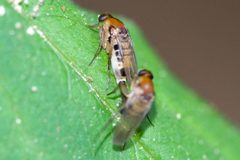 Phalacrotophora longifrons by (c) Owen Strickland, some rights reserved (CC BY), uploaded by Owen Strickland. Used under a CC-BY license.