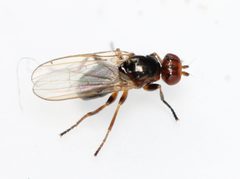 Allopiophila by (c) Marie Lou Legrand, some rights reserved (CC BY), uploaded by Marie Lou Legrand. Used under a CC-BY license.