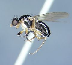 Mycetaulus nigritellus by (c) Toby, some rights reserved (CC BY), uploaded by Toby. Used under a CC-BY license.