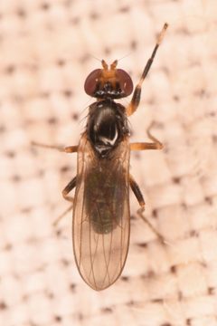 Mycetaulus nigritellus by (c) Trevor Van Loon, some rights reserved (CC BY), uploaded by Trevor Van Loon. Used under a CC-BY license.
