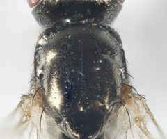 Piophila casei by (c) Andrew Meeds, some rights reserved (CC BY), uploaded by Andrew Meeds. Used under a CC-BY license.