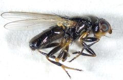 Piophila casei by (c) Andrew Meeds, some rights reserved (CC BY), uploaded by Andrew Meeds. Used under a CC-BY license.