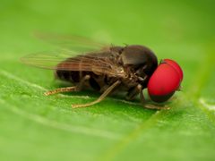 Lindneromyia flavicornis by (c) Katja Schulz, some rights reserved (CC BY). Used under a CC-BY license.