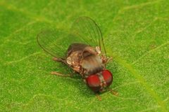 Lindneromyia by (c) Judy Gallagher, some rights reserved (CC BY). Used under a CC-BY license.