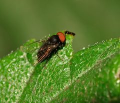 Lindneromyia by (c) Line Sabroe, some rights reserved (CC BY). Used under a CC-BY license.