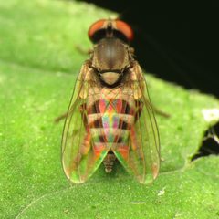Platypeza by (c) Katja Schulz, some rights reserved (CC BY). Used under a CC-BY license.