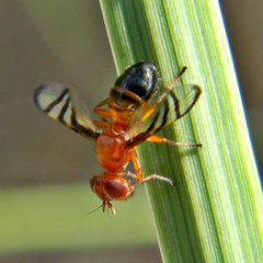 Platystomatidae by (c) Bob Peterson, some rights reserved (CC BY). Used under a CC-BY license.