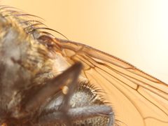 Pollenia angustigena by (c) Zachary Dankowicz, some rights reserved (CC BY), uploaded by Zachary Dankowicz. Used under a CC-BY license.