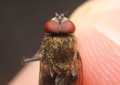 Pollenia angustigena by (c) Zachary Dankowicz, some rights reserved (CC BY), uploaded by Zachary Dankowicz. Used under a CC-BY license.