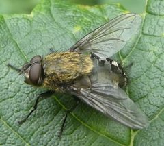 Pollenia by no rights reserved, uploaded by John Silloth. Used under a CC0 license.