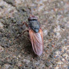 Pollenia by (c) wild_wind, some rights reserved (CC BY), uploaded by wild_wind. Used under a CC-BY license.