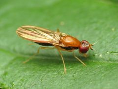 Psilidae by (c) Katja Schulz, some rights reserved (CC BY). Used under a CC-BY license.