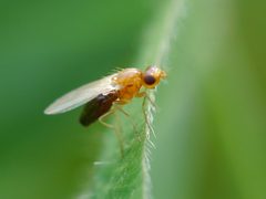 Psila dimidiata by (c) Matt Muir, some rights reserved (CC BY), uploaded by Matt Muir. Used under a CC-BY license.