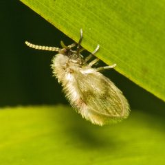 Psychodidae by (c) Martin Cooper, some rights reserved (CC BY). Used under a CC-BY license.