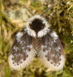 Lepiseodina conspicua by (c) skitterbug, some rights reserved (CC BY), uploaded by skitterbug. Used under a CC-BY license.