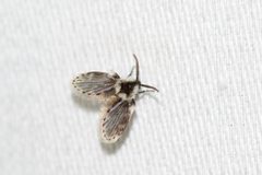 Lepiseodina conspicua by (c) Owen Strickland, some rights reserved (CC BY), uploaded by Owen Strickland. Used under a CC-BY license.