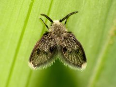 Lepiseodina superba by (c) Katja Schulz, some rights reserved (CC BY). Used under a CC-BY license.