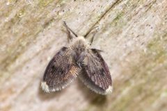 Lepiseodina superba by (c) Owen Strickland, some rights reserved (CC BY), uploaded by Owen Strickland. Used under a CC-BY license.