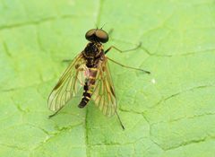 Chrysopilus fasciatus by (c) Katja Schulz, some rights reserved (CC BY), uploaded by Katja Schulz. Used under a CC-BY license.