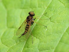 Chrysopilus fasciatus by (c) Katja Schulz, some rights reserved (CC BY), uploaded by Katja Schulz. Used under a CC-BY license.
