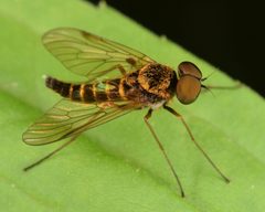 Chrysopilus fasciatus by (c) skitterbug, some rights reserved (CC BY), uploaded by skitterbug. Used under a CC-BY license.
