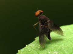 Chrysopilus quadratus by (c) Katja Schulz, some rights reserved (CC BY). Used under a CC-BY license.