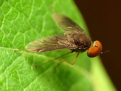 Chrysopilus quadratus by (c) Katja Schulz, some rights reserved (CC BY). Used under a CC-BY license.