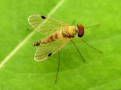 Chrysopilus modestus by (c) Katja Schulz, some rights reserved (CC BY). Used under a CC-BY license.