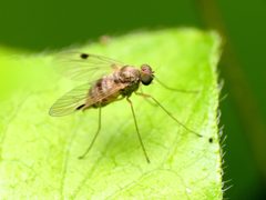 Chrysopilus modestus by (c) Katja Schulz, some rights reserved (CC BY), uploaded by Katja Schulz. Used under a CC-BY license.