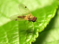 Chrysopilus modestus by (c) Katja Schulz, some rights reserved (CC BY). Used under a CC-BY license.