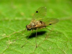 Chrysopilus modestus by (c) Katja Schulz, some rights reserved (CC BY). Used under a CC-BY license.