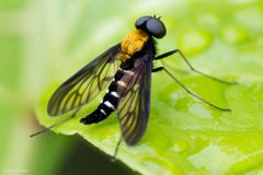 Chrysopilus thoracicus by (c) Ken-ichi Ueda, some rights reserved (CC BY), uploaded by Ken-ichi Ueda. Used under a CC-BY license.