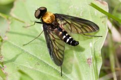 Chrysopilus thoracicus by (c) Ken-ichi Ueda, some rights reserved (CC BY), uploaded by Ken-ichi Ueda. Used under a CC-BY license.