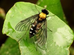 Chrysopilus thoracicus by (c) Katja Schulz, some rights reserved (CC BY). Used under a CC-BY license.